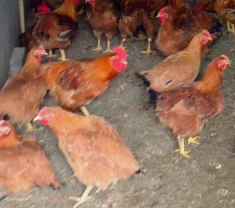 Poules et coqs vivants 1